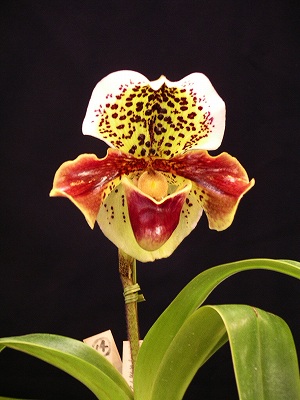 �Ƃ��Ă����΂���B�e